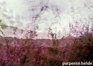 anita snik-broeken, fotografie, purperen heide